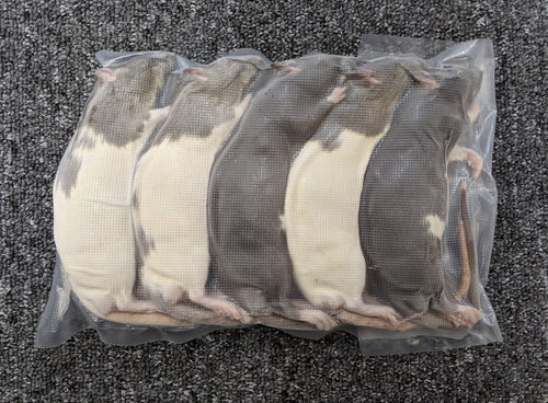 Medium Rats - 5 Pack