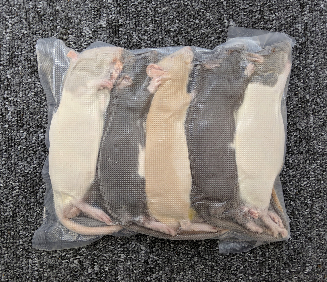 Smal Rats - 5 Pack