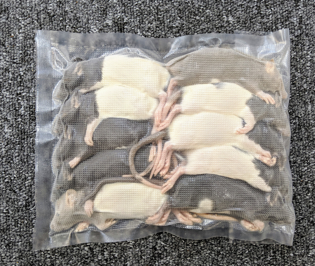 Small Weaner Rats - 10 Pack