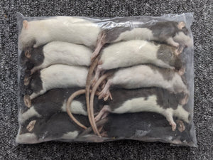 Frozen Large Weaner Rats